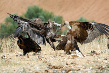 vultures in the midden feed on dead animals