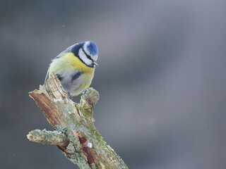 small bird on a beautiful blurred background