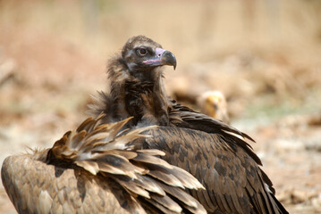 vultures in the midden feed on dead animals