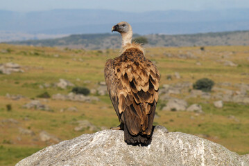 vultures in the midden feed on dead animals