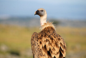 vultures in the midden feed on dead animals
