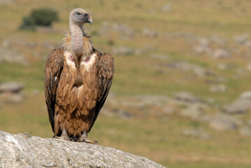 vultures in the midden feed on dead animals