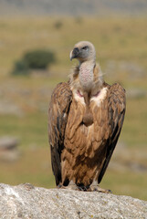 vultures in the midden feed on dead animals