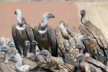 vultures in the midden feed on dead animals