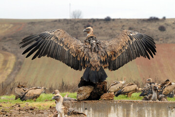 vultures in the midden feed on dead animals