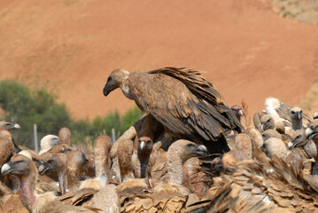vultures in the midden feed on dead animals