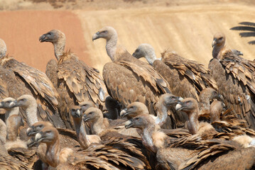 vultures in the midden feed on dead animals