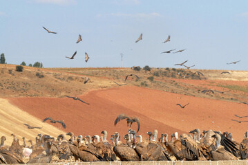 Obraz premium vultures in the midden feed on dead animals