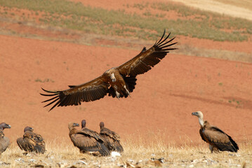 vultures in the midden feed on dead animals