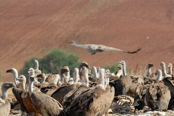 vultures in the midden feed on dead animals