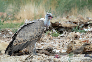 vultures in the midden feed on dead animals