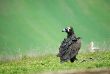 vultures in the midden feed on dead animals