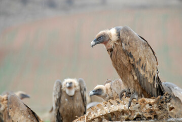 Buitres leonados en campos de castila y leon. España