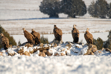 Buitres leonados en campos de castila y leon. España