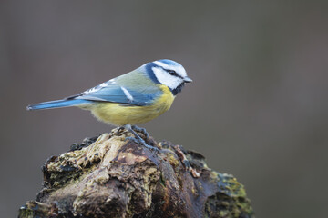 small bird on a beautiful blurred background