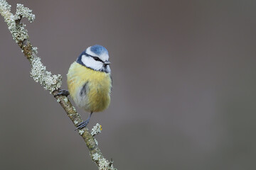 small bird lue tit on a beautiful blurred background