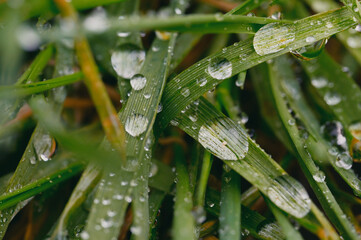 dew on the grass