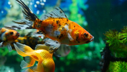 goldfish swimming in the aquarium with clear water, looks very beautiful
