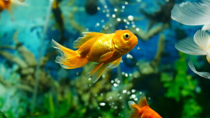 goldfish swimming in the aquarium with clear water, looks very beautiful
