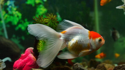 Obraz premium goldfish swimming in the aquarium with clear water, looks very beautiful 
