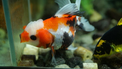 goldfish swimming in the aquarium with clear water, looks very beautiful
