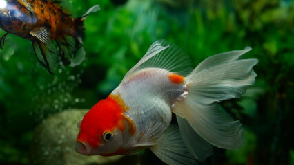 goldfish swimming in the aquarium with clear water, looks very beautiful
