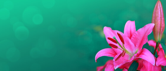 Pink lily flowers isolated on green background.