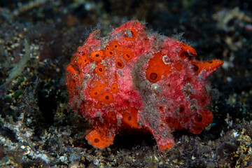 Painted Frogfish - Antennarius pictus. Underwater macro world of Tulamben, Bali, Indonesia.