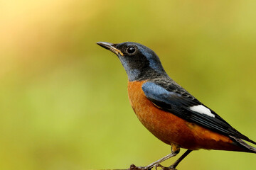Male Blue Cappeed Rock Thrush, Monticola cinclorhynchus, Ganeshgudi, Karnataka, India