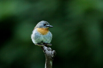 Female White Bellied Blue Flycatcher, Cyornis pallipes, Ganeshgudi, Karnataka, India