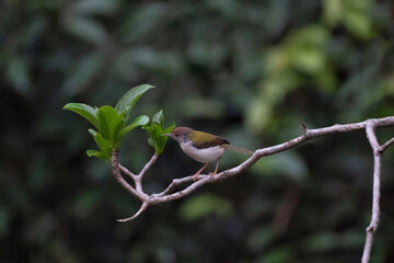 Common Tailor bird, Orthotomus sutorius is a songbird found across tropical Asia, Goa, India