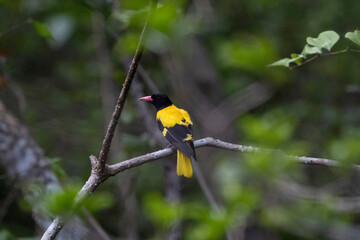 Fototapeta premium Black hooded Oriole, Oriolus xanthornus, Goa, India