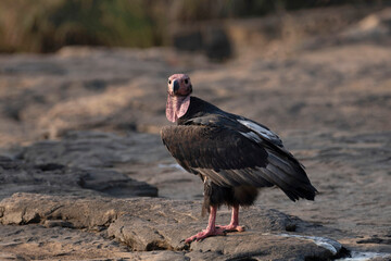 Asian King Vulture, Sarcogyps calvus, Panna Tiger Reserve, Madhya Pradesh
