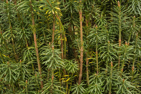 Cephalotaxus Harringtonii Drupacea fastigiata depressa,known as Japanese plum-yew, Harrington's cephalotaxus, or cowtail pine.  Adler Arboretum "Southern Cultures". Sirius (Adler) Sochi.