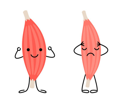 Healthy happy muscle and weak sad pain muscle character. Strong and frail tension fiber part body human. Skeletal muscle, inside tissue. Vector illustration