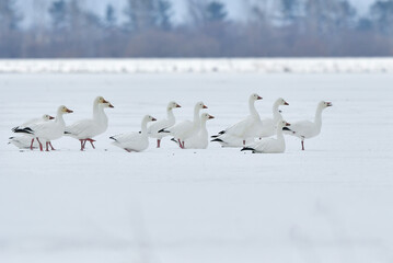 純白の雪原に群れる美しい渡り鳥ハクガン