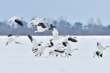 純白の雪原に群れる白と黒の翼が美しい冬の渡り鳥ハクガン