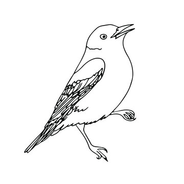 Bird sketched doodle lineart. Vector graphic set of hand-drawn birds. Simple lines