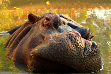 hippopotamus awakening in the zoo