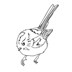 Fototapeta premium Hand-drawn birds.Vector. cute hand-drawn bird doodles.