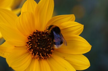 Bumblebee on a yellow wildflower. Insects collect pollen.