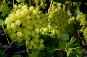 Bardzo duże grona białej winorośli o dużych owocach