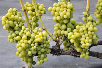 Zbiór gron białej winorośli na winnicy