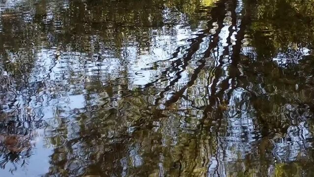 Clear shallow waters of a still meadow with stones underneath. On the surface, a water striders insect glides creating ripples around. Water reflects the trees around. Bright day.