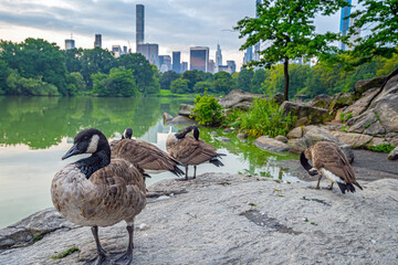 Central Park, New York City at the lake - obrazy, fototapety, plakaty