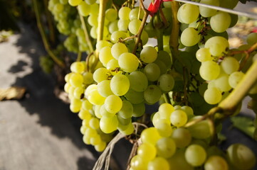 biała winorośl rosnąca na winnicy