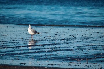 seagull on the beach is reflected in the wet sand