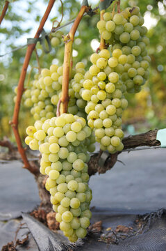Duże kiście białego winogronu rosnące na zadbanej winnicy, wyścielonej agrowłókniną