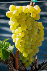 Piękna duża kiść winogronu oświetlona niskim jesiennym słońcem