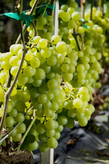 Dużo pięknych owoców białej winorośli w winnicy